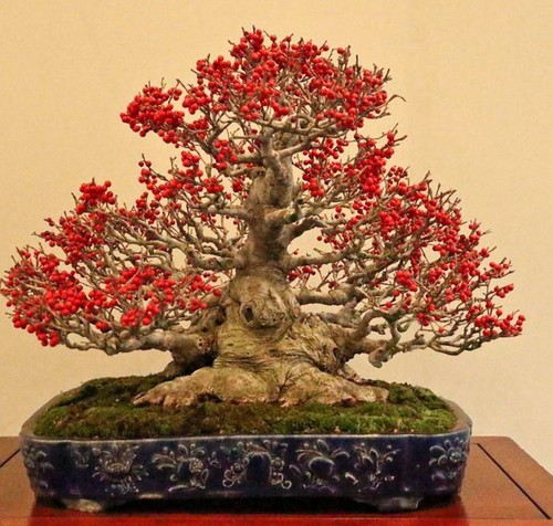 Ilex serratta japanese - ilex,