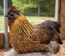 4+ Fertile Satin Silkie
