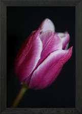 Tulip blossoming close up