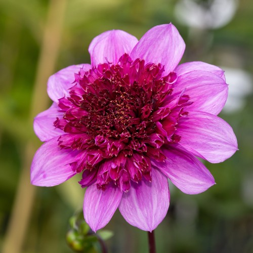 Dahlia blue bayou plant - bayou, 2l