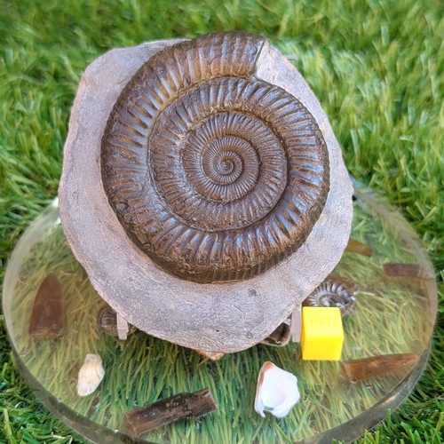 Ammonite fossil dactylioceras