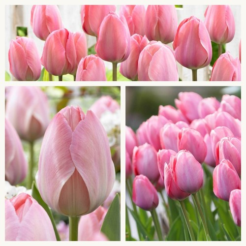 Darwin tulip mystic van eijk - darwin,