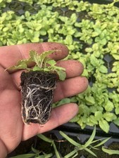 Herb , Lemon Balm Plug Plants