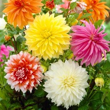 5 Dahlia Decorative Dinnerplate Mix Garden Flower Large Bulbs Tubers