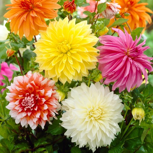 Dahlia decorative - 5,