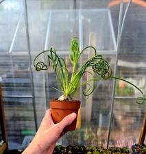 Albuca Spiralis | The