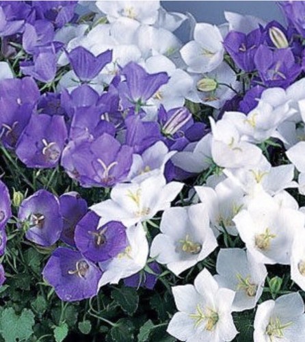 500 campanula carpatica mix - x,