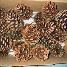 BOX 30 FIR/PINE CONES-READY