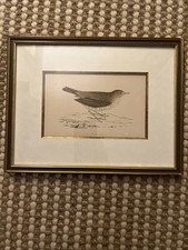 Antique Framed Print Bird Meadow Pipit Ornithology by John James ? 23x29cm