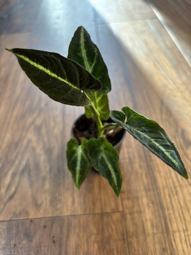 Synonym rayii tropical - synonym,