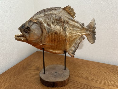 Large taxidermy real - 11.5,