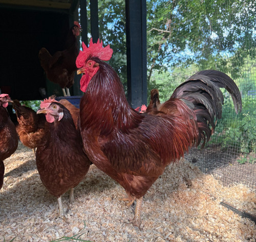 Pure rhode island red hatching - pure,