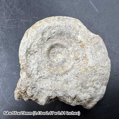 Somerset ammonite fossil - , –