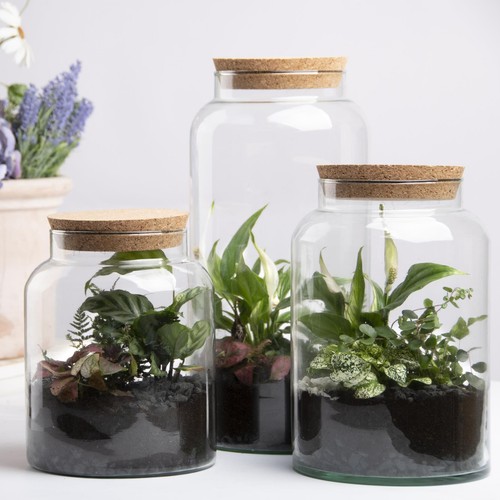 Glass plant terrarium bottle - glass,