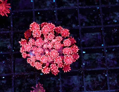 Red goniopora wysiwyg saq - red,
