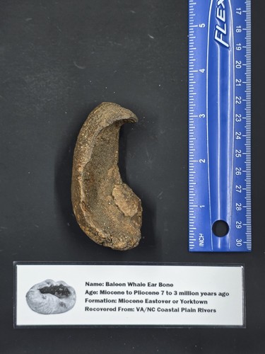 Whale ear bone - bone, yorktown