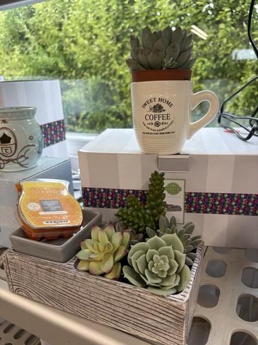 Scentsy suc cute - scentsy, suc-cute-lent