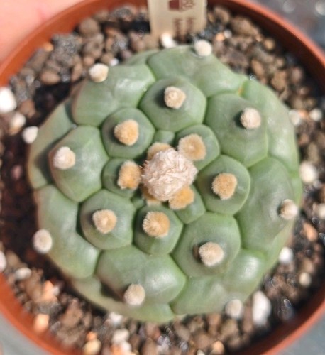 Astrophytum asterias kikko - astrophytum,
