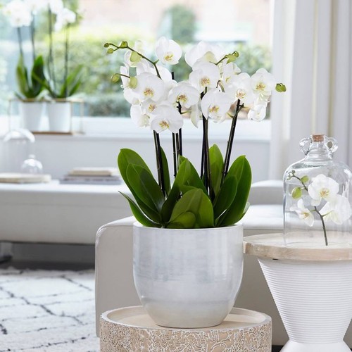 Mini phalaenopsis white orchid - mini,