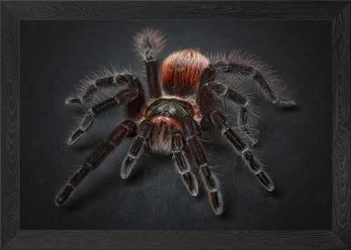 Tarantula framed wall art - framed,