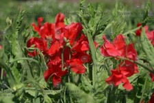 FLOWER SWEET PEA AIR WARDEN 25