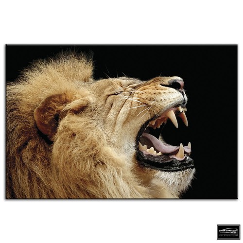Lion roar wild animals box - roar,