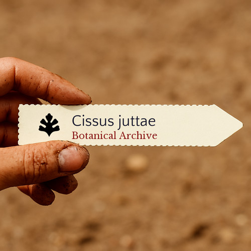 Cissus juttae 1000 seeds - juttae,