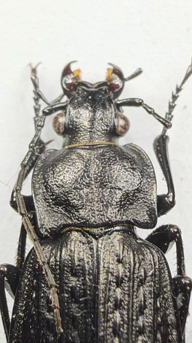 Carabus granulatus french - carabus,