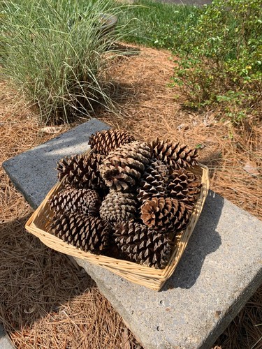 Real pine fir - fir, cones