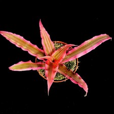 Cryptanthus pink earth star - 'pink',