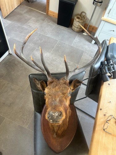 Mounted stags head - head, taxidermy
