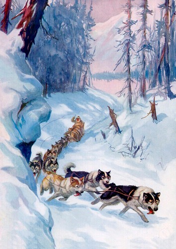 Siberian husky sled - siberian, team
