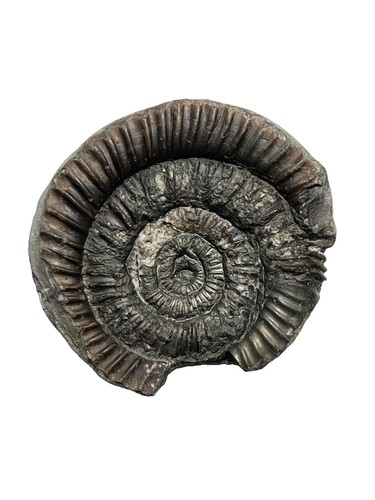 Dactylioceras fossil - sp,