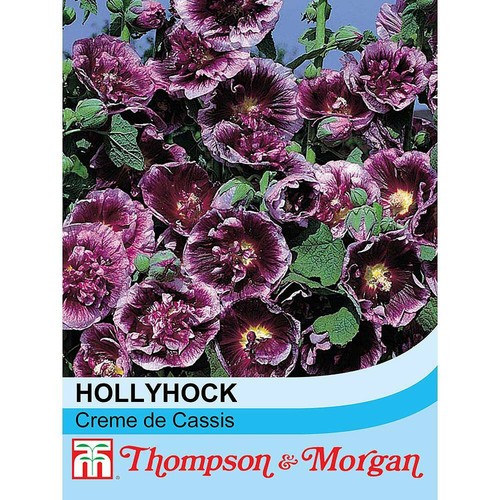 Hollyhock seeds flowers - t&m,