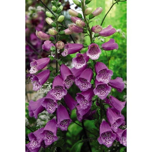 Foxglove dalmation purple - foxglove, 'dalmation