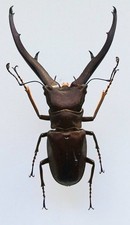 Cyclommatus imperator emperor - cyclommatus,