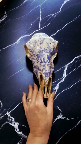 Sheep skull - xl,