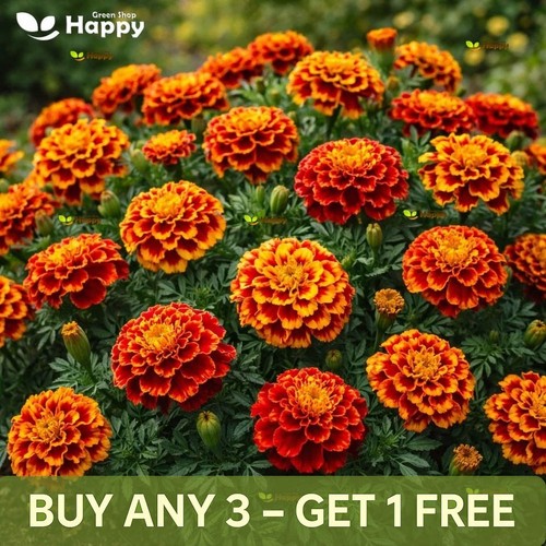 French marigold spanish - marigold,