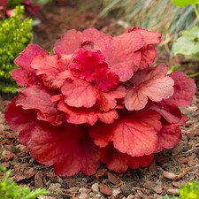 Heuchera 'Fire Alarm' Alum