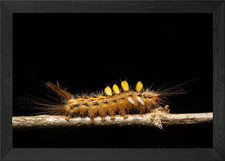 Macro worm on the plant Framed