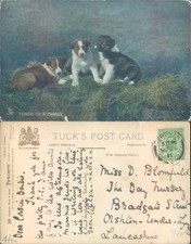 Three puppies on grass Raphael