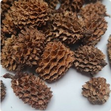 Casuarina Pods For Baby Isopods x10