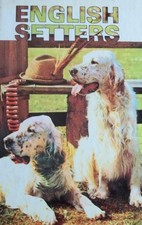 English setters beverly pisano - setters-beverly,