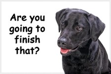 Black Labrador Dog Funny