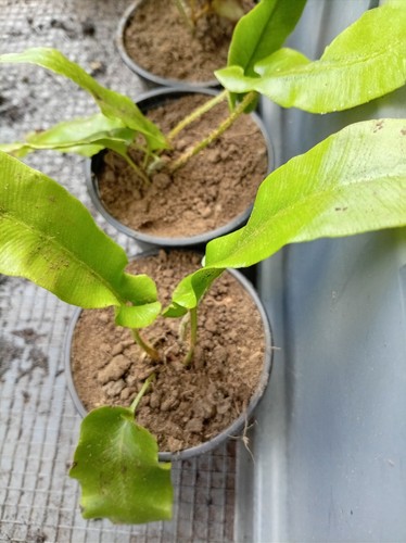 Japanese bird nest fern - 6,