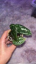 Satin Exotica Pothos Small Rooted 4 Cutting Houseplant