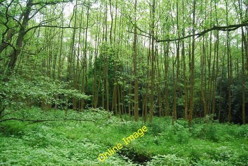 Photo 6x4 woodland the - photo,