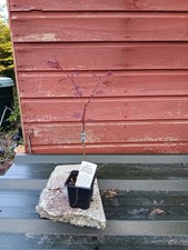 Acer palmatum dissectum Red