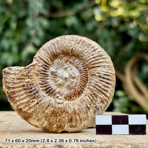 Perisphinctes