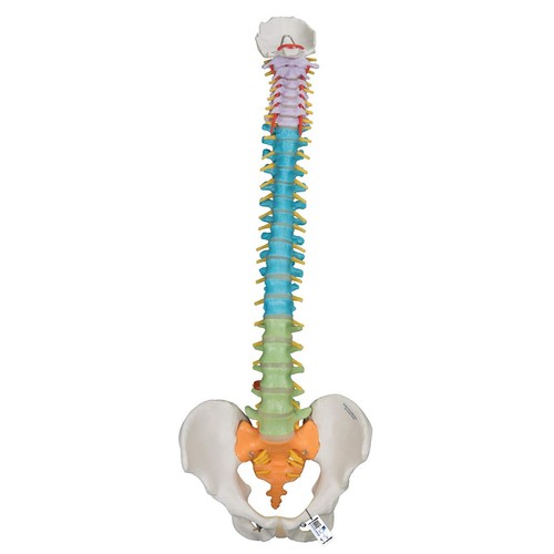 Scientific flexible spine - scientific,